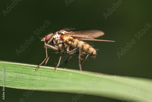Macro shot of a Hylemya - A genus of root maggot flies - sitting on a green grass leaf