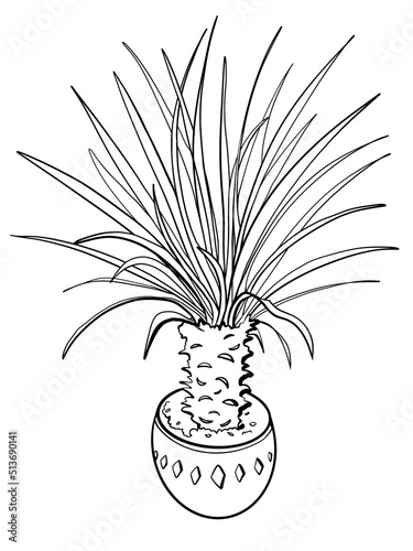 Fototapeta Naklejka Na Ścianę i Meble -  sketch minimalism outline home plant in a pot palm tree yucca beak on a white background black line