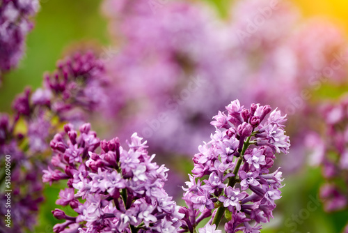 Fototapeta Syringa vulgaris, lilac or common lilac, is flowering plant in olive family Oleaceae, native to Balkan Peninsula, where it grows on rocky hills