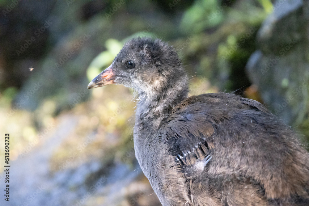 Naklejka premium red winged blackbird