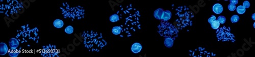Chromosomes under fluorescence microscope, fluorescence in situ hybridization technique, Human chromosomes from blood