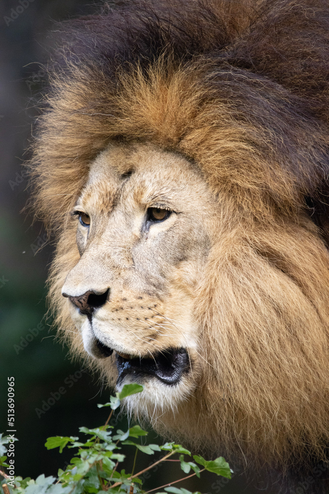 Naklejka premium portrait of a lion