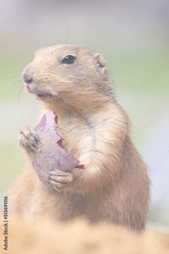 Naklejka premium prairie dog eating