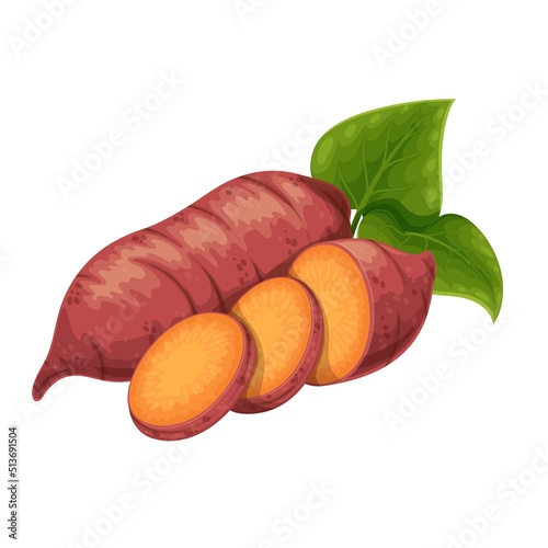 Sweet potato. Whole batat or yam and cut circles. Vector illustration of vegetable sweet potatoes.