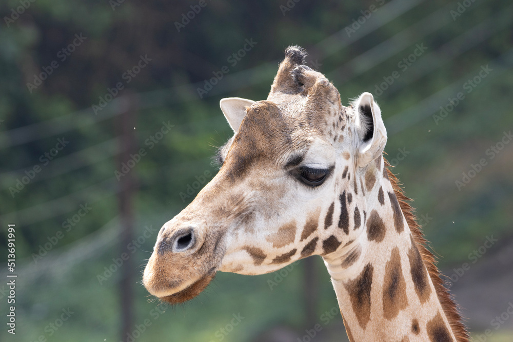 Fototapeta premium portrait of a giraffe