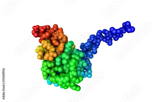 BTB domain from promyelocytic leukemia zinc finger protein (PLZF). Space-filling molecular model. Rendering based on protein data bank. Rainbow coloring from N to C. 3d illustration
