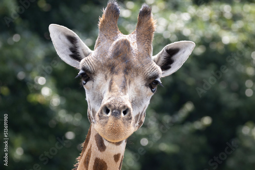 portrait of a giraffe © Marco