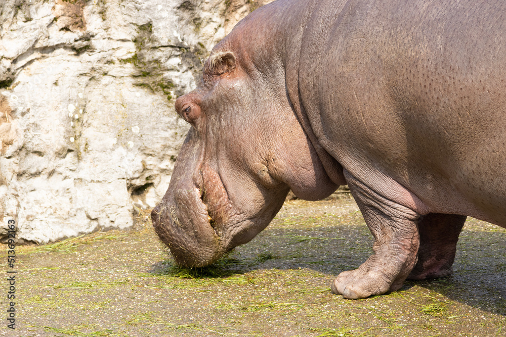 hippopotamus in water hippopotamus in water