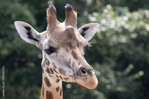 portrait of a giraffe © Marco