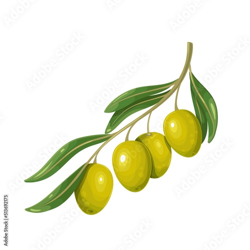 Green olives with leaves. Vector illustration of olive branch with olives