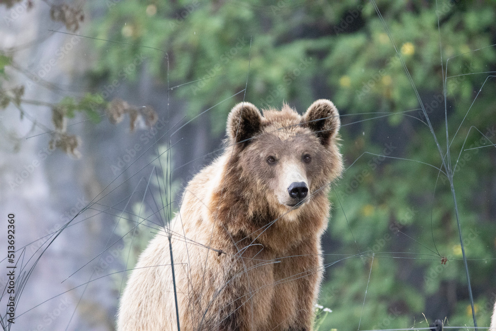 Fototapeta premium brown bear cub