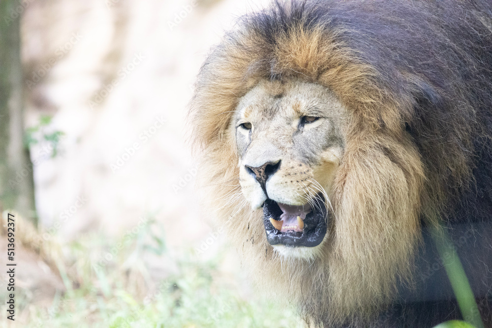 portrait of a lion in the sun