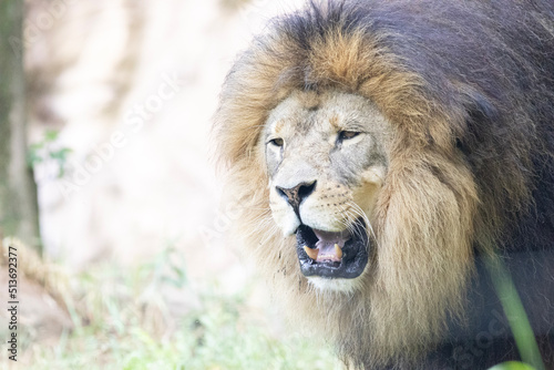 portrait of a lion in the sun