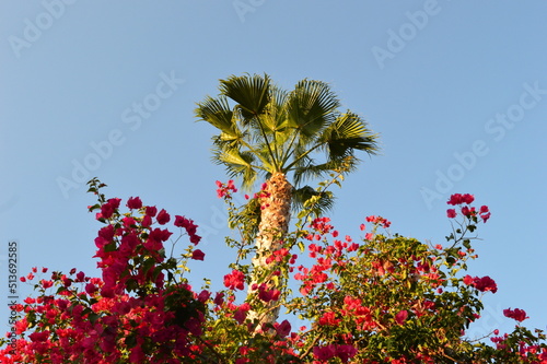 Buganvilla y una palmera. photo