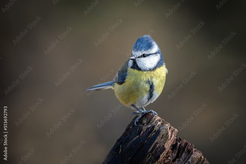 Obraz premium A close up portrait of a common blue tit as it perches on and old tree stump
