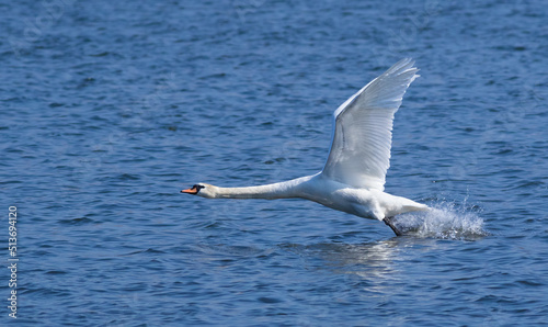 Mute swan, Cygnus olor. A bird takes off and flies over the river