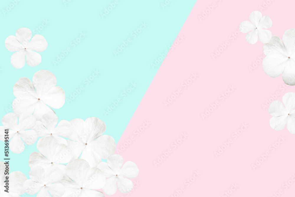 Fototapeta premium White viburnum flowers on a delicate pastel pink and turquoise background. Beautiful background, copy space