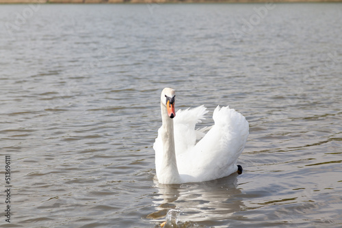 White swan floats on water
