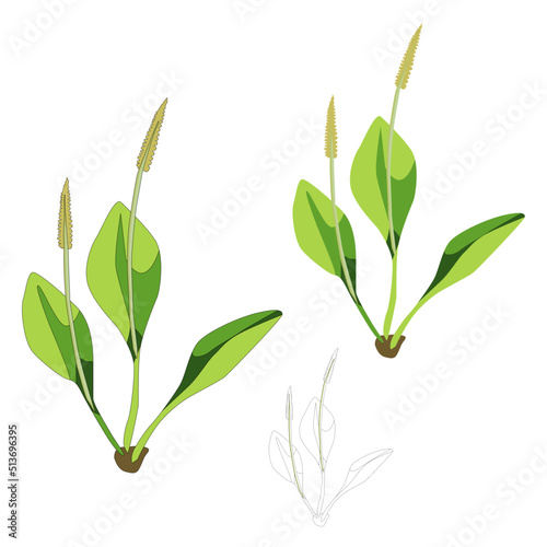 Vector flower herb plantain with leaves and inflorescences isolated on white background Ophioglossum vulgatum