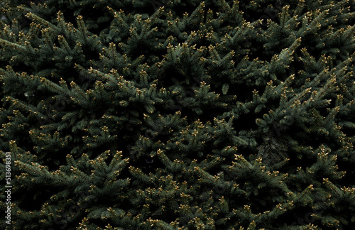pine tree needles background.