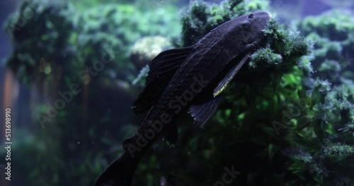 Sucker catfish or common pleco Hypostomus plecostomus closeup photo