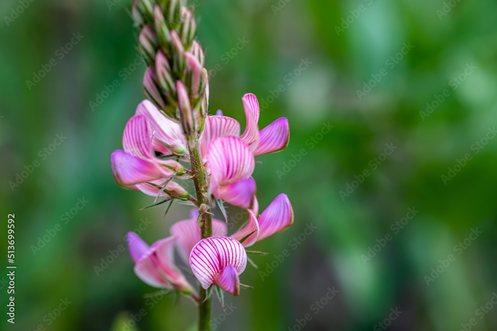 Onobrychis viciifolia common sainfoin , perennial herb of the legume family Fabaceae. Onobrychis, the sainfoins are perennial herbs. Pink flowers onobrychis on the field. Honey plants of Ukraine. Onobrychis viciifolia common sainfoin , perennial herb of the legume family Fabaceae. Onobrychis, the sainfoins are perennial herbs. Pink flowers onobrychis on the field. Honey plants of Ukraine.