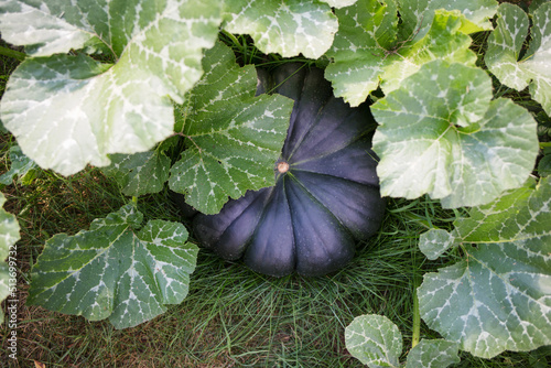 dark green pumpkin on bed in garden. sumemr and autumn harvest time photo