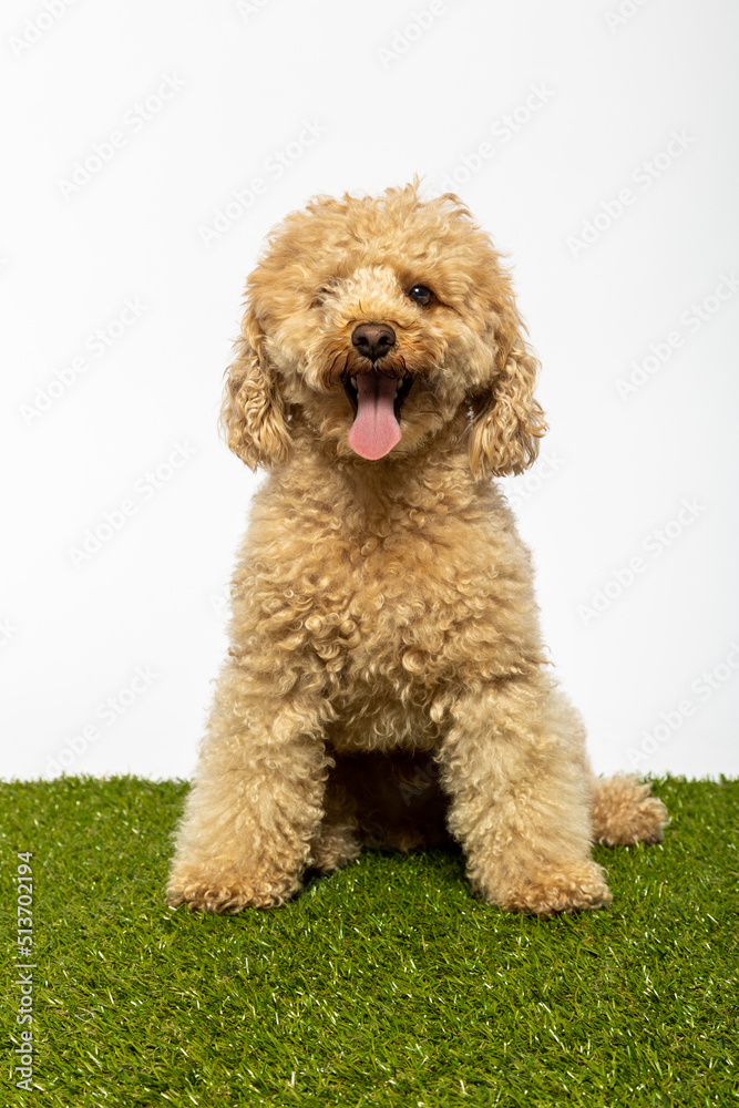 Studio portrait of a small abricot poodle on white background