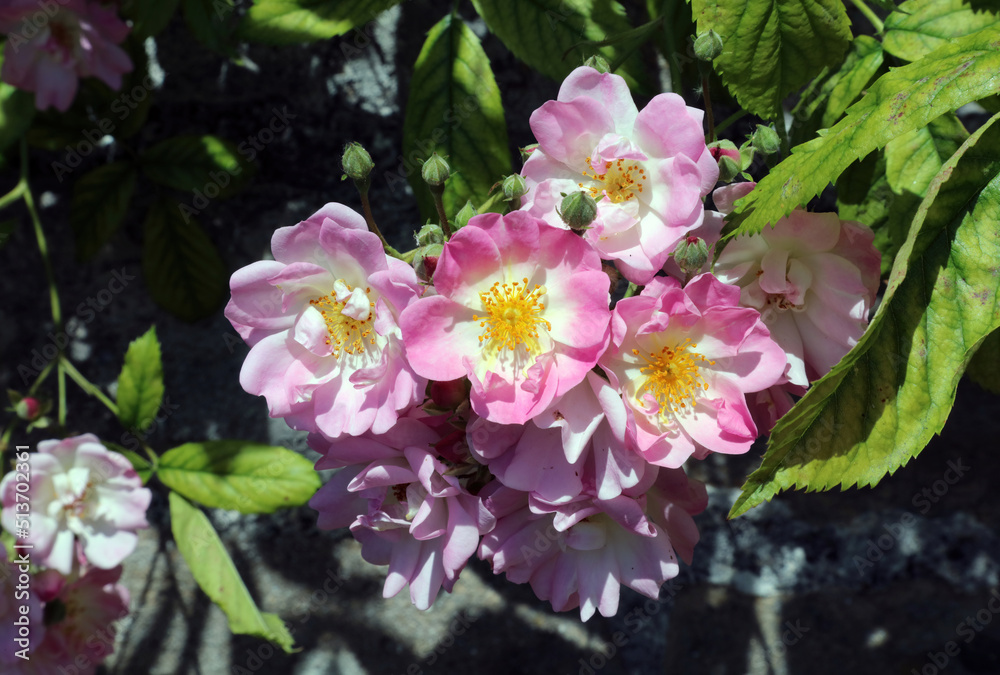 Sunlit pink Glaucous Dog roses, Derbyshire England
Sunlit pink Glaucous Dog roses, Derbyshire England
