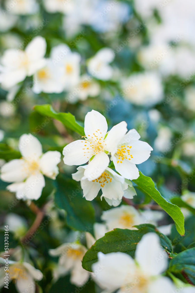 flowers