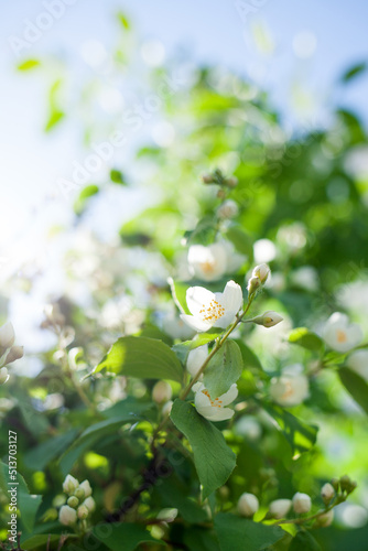 background of jasmine aesthetic flower 