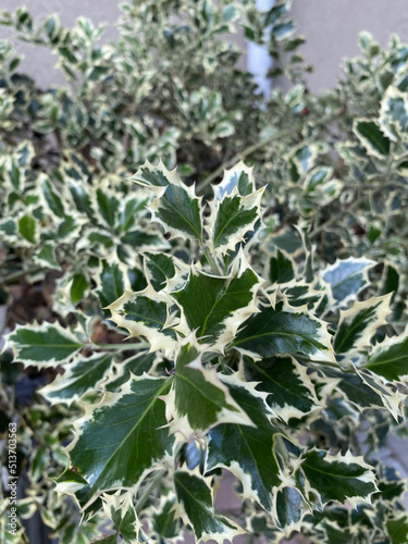 Ilex aquifolium  common holly  English holly  green leaves