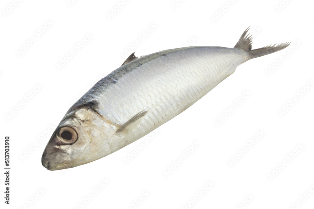 Whole herring fish isolated on white background Whole herring fish isolated on white background