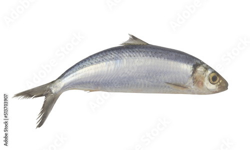 Raw herring fish isolated on white background 