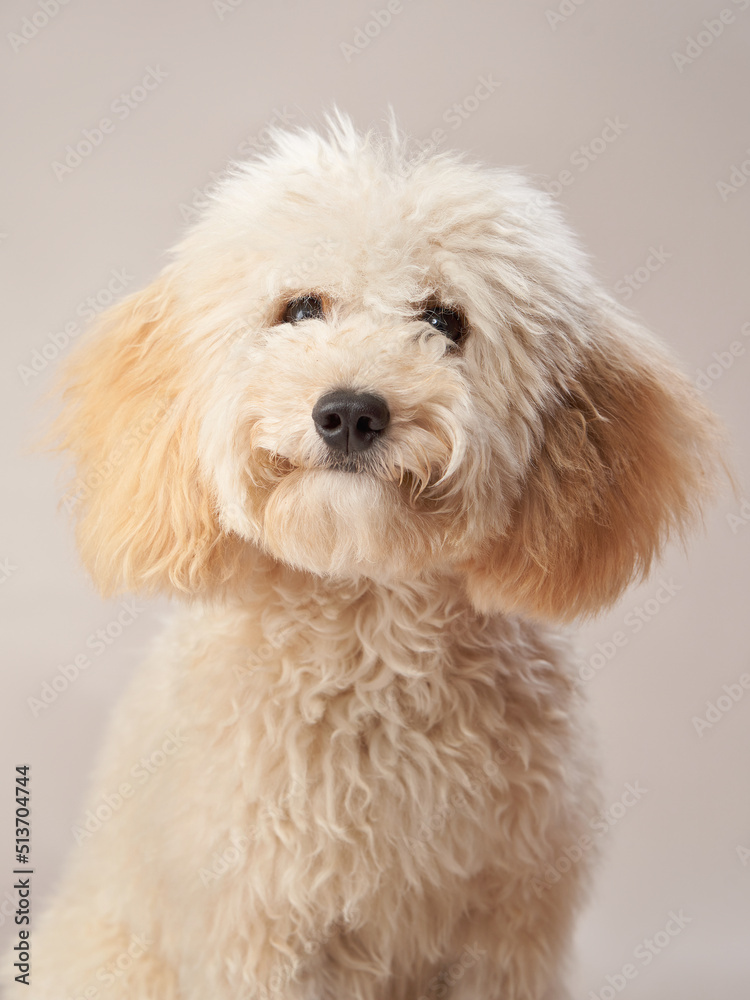  maltipoo on a beige background. curly dog in photo studio. Maltese, poodle