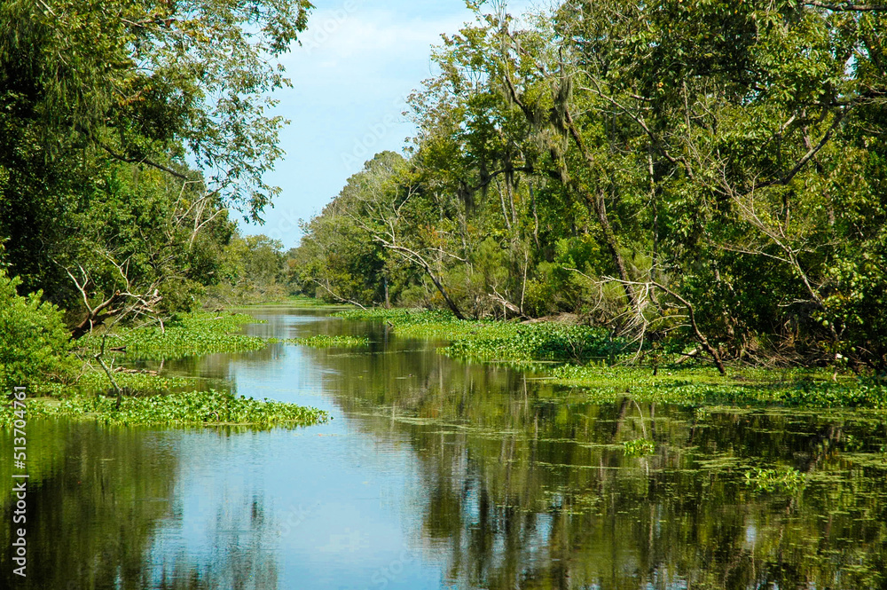 Louisiana bayou on a hot summer afternoon. Louisiana bayou on a hot summer afternoon.