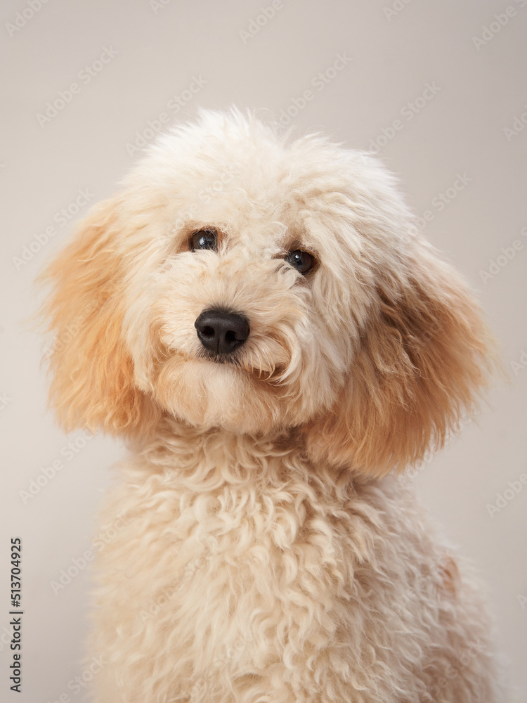 maltipoo on a beige background. curly dog in photo studio. Maltese, poodle maltipoo on a beige background. curly dog in photo studio. Maltese, poodle