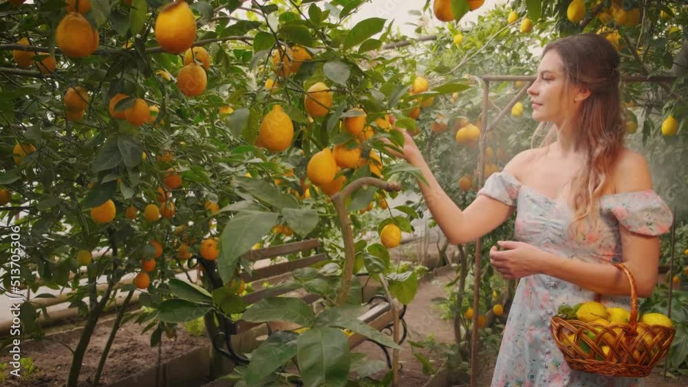 Happy woman farmer pluck tear yellow juicy ripe lemon fruits from tree branches, hand put in basket. Smiling girl enjoy harvest. Backdrop landscape winter garden trees greenhouses. Green summer nature