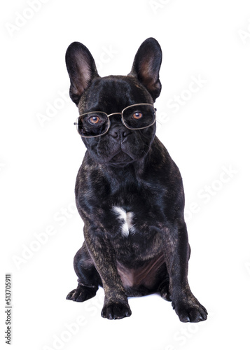 dog with reading glasses
