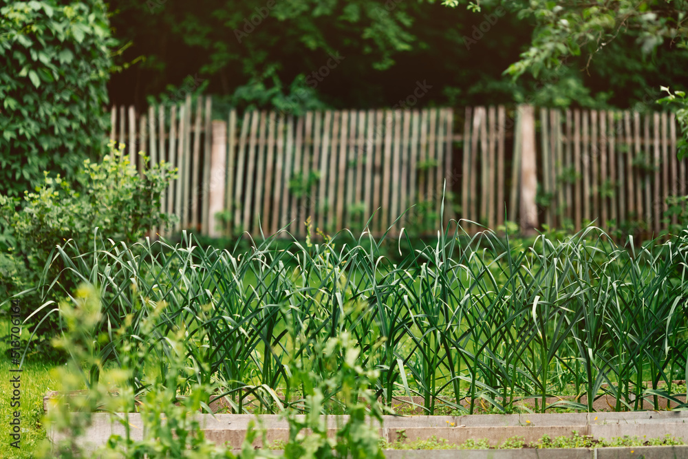 A bed of large homemade green onions in the country, homemade greens for salad A bed of large homemade green onions in the country, homemade greens for salad