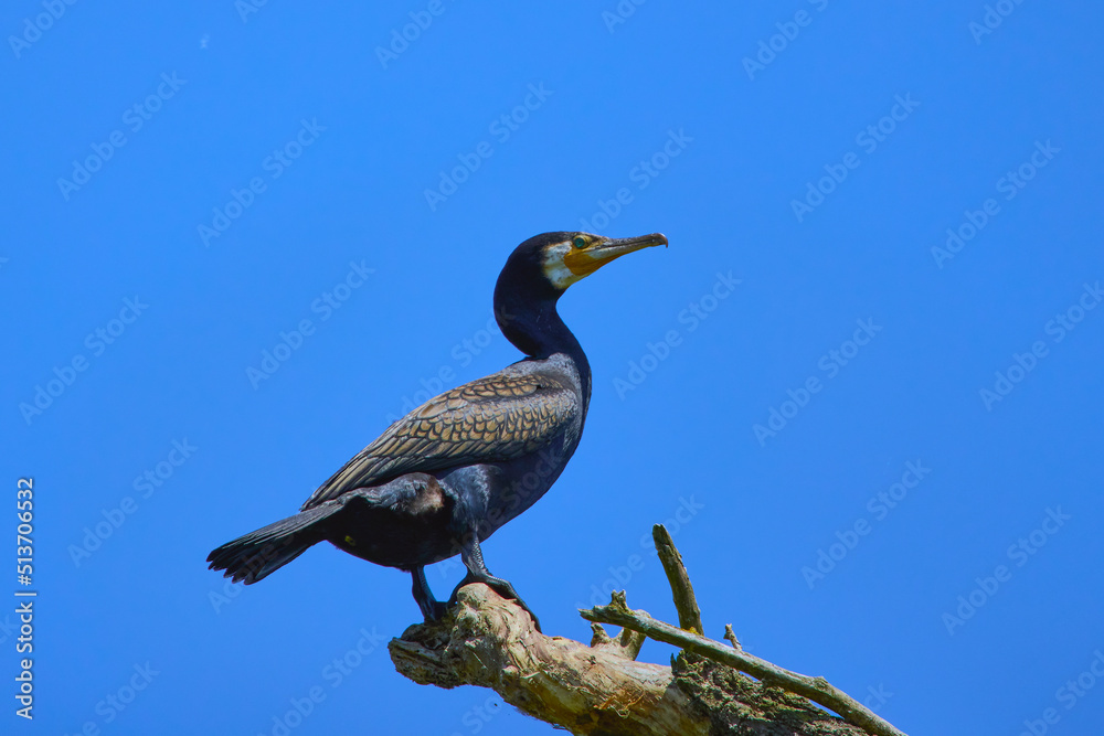 Fototapeta premium cormorants stand in the Danube Delta in Romania