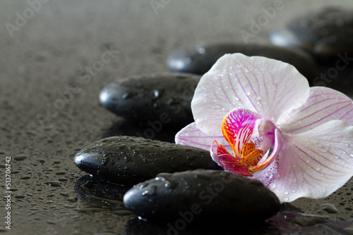 Orchid flower and dewy stones on black background, spa concept, body and mind, zen stone