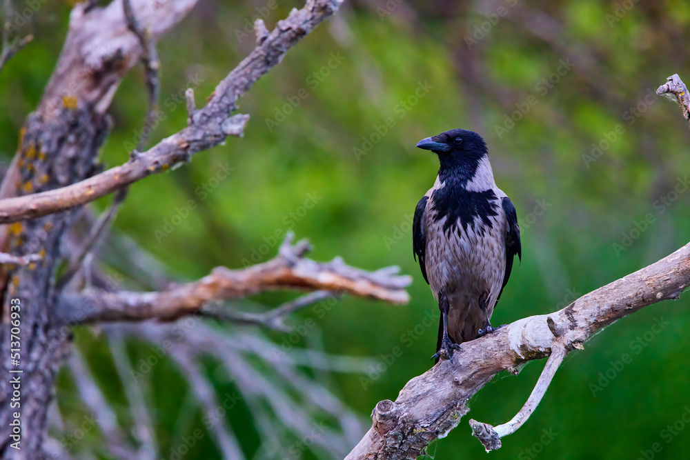 Crow crow (Corvus corone cornix) found in the Danube Delta Romania Crow crow (Corvus corone cornix) found in the Danube Delta Romania