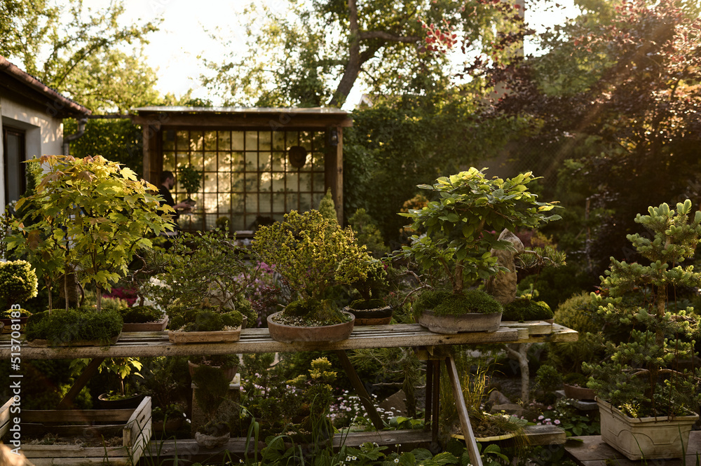 bonsai tree growing in a pot outside in a garden