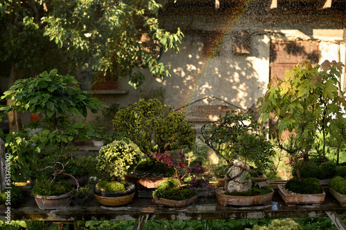 bonsai tree under the rain growing in a pot outside in a garden on a background of a gazebo