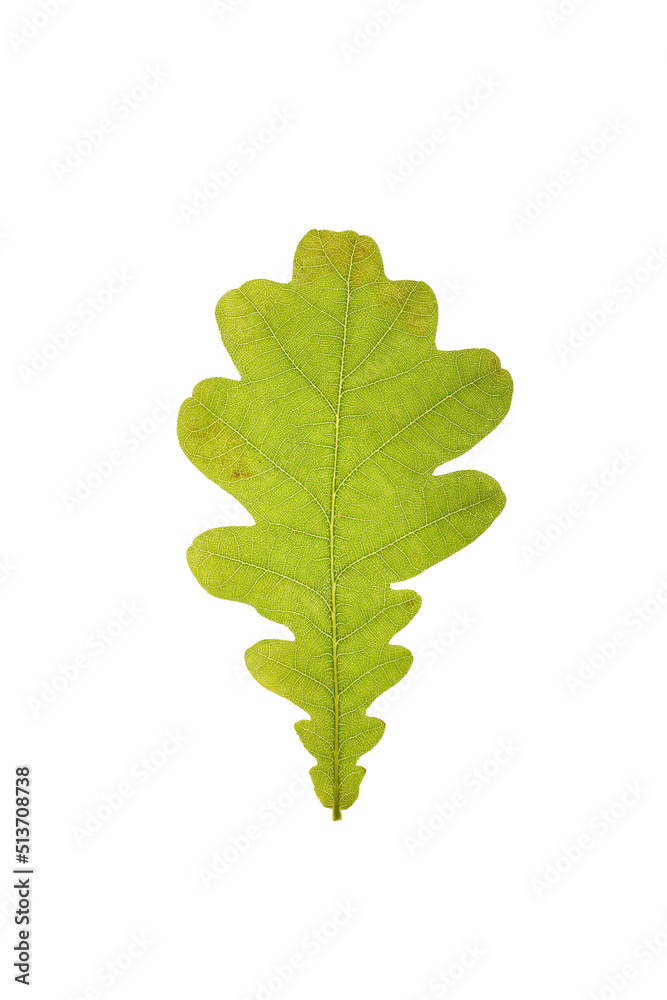 Close-up of green oak leaf isolated on white background Close-up of green oak leaf isolated on white background