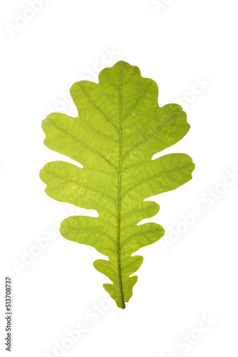 Close-up of green oak leaf isolated on white background