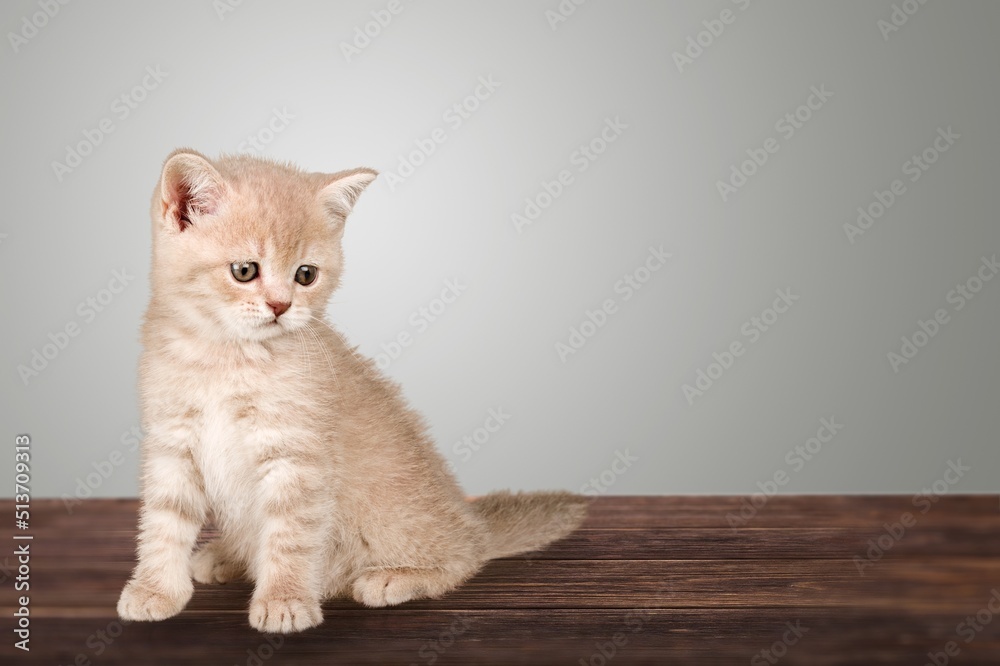 Cute kitty beige cat licking his paw on wooden desk