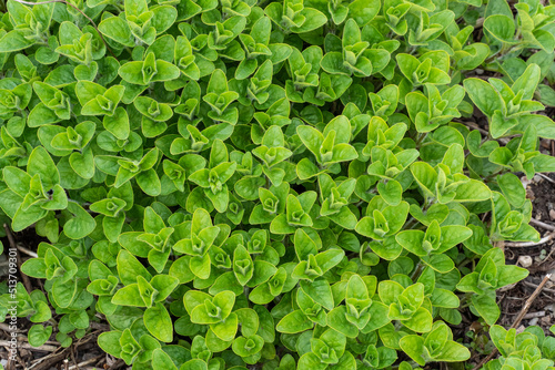 Wallpaper Mural Oregano plants leaf (Origanum vulgare) Spice for cooking Torontodigital.ca