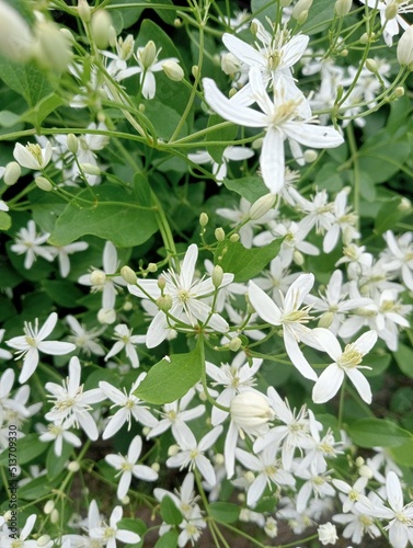 white flowers in the garden